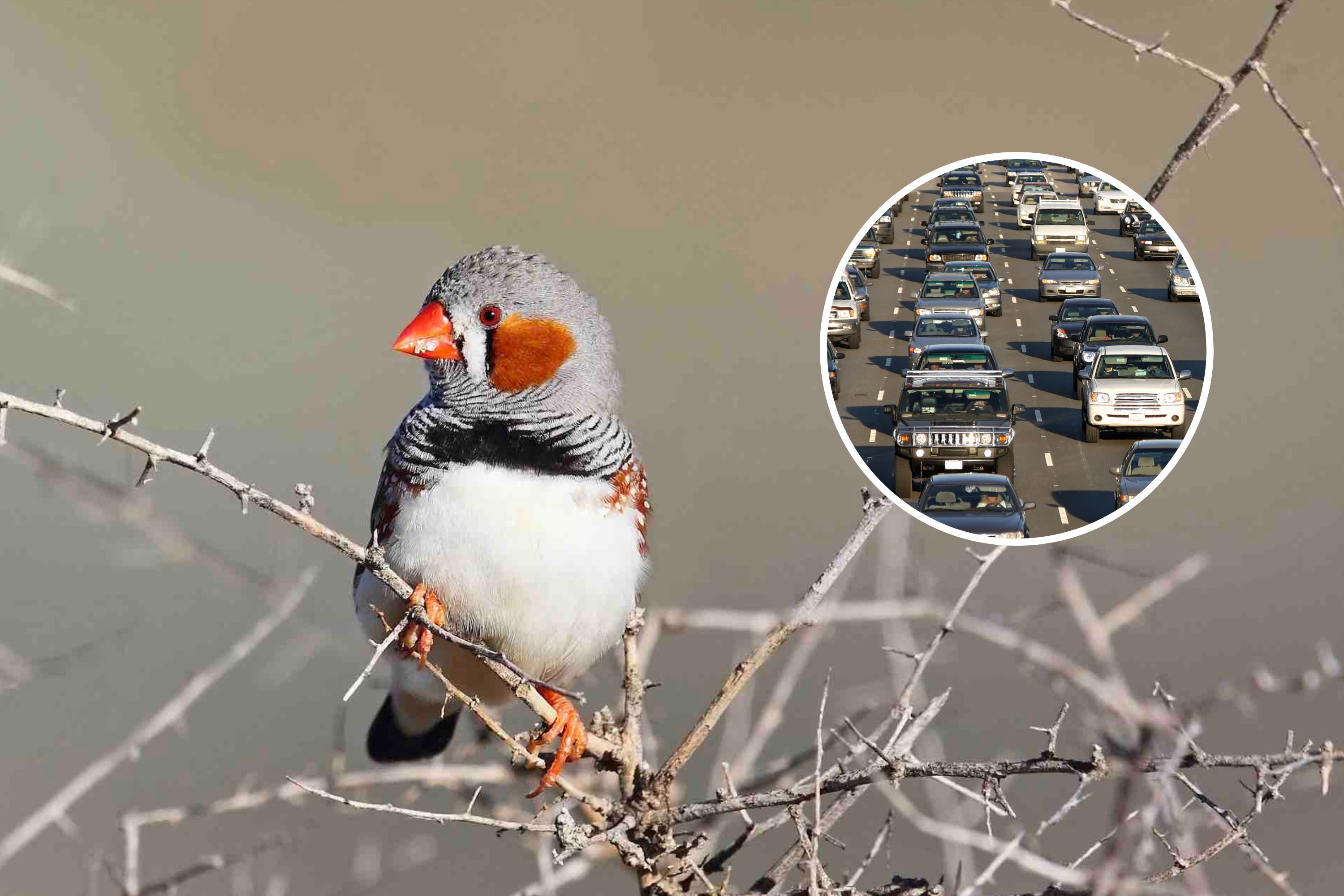 « Sonnette d’alarme » alors que les scientifiques découvrent une menace pour les oiseaux