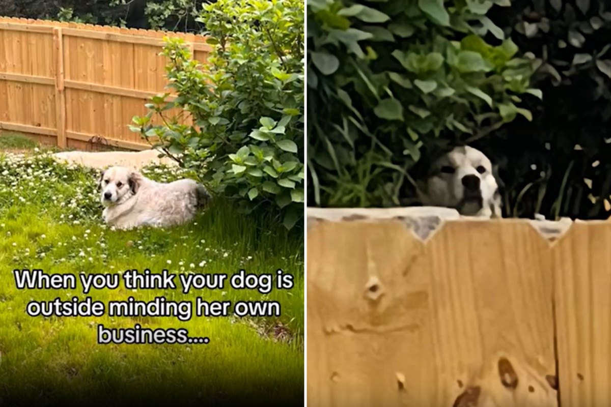 Dog watching neighbors