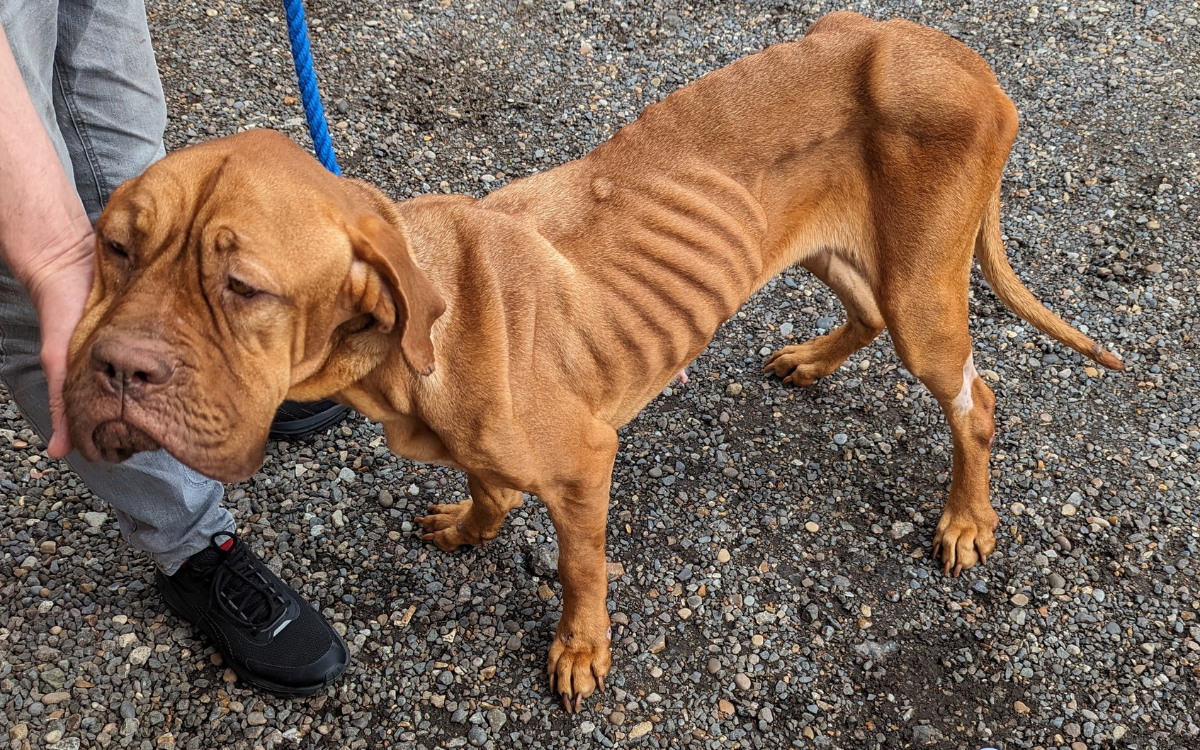 Roxy the dog was dangerously under weight.