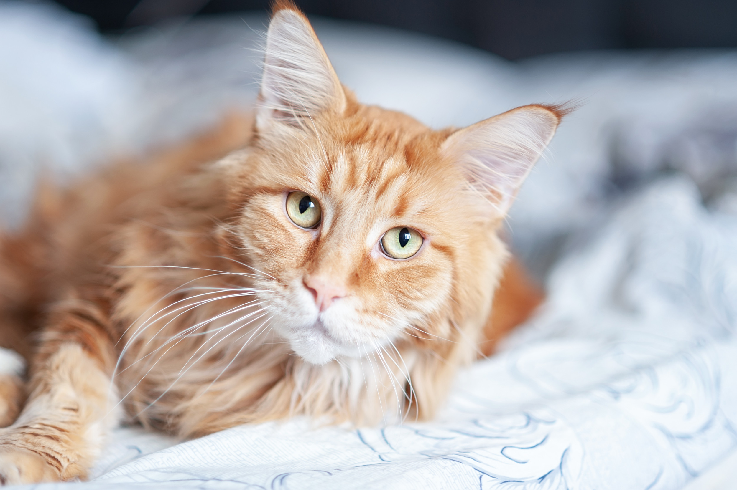 Hearts melt as Maine Coon owner shares the thing “nobody prepares you for”