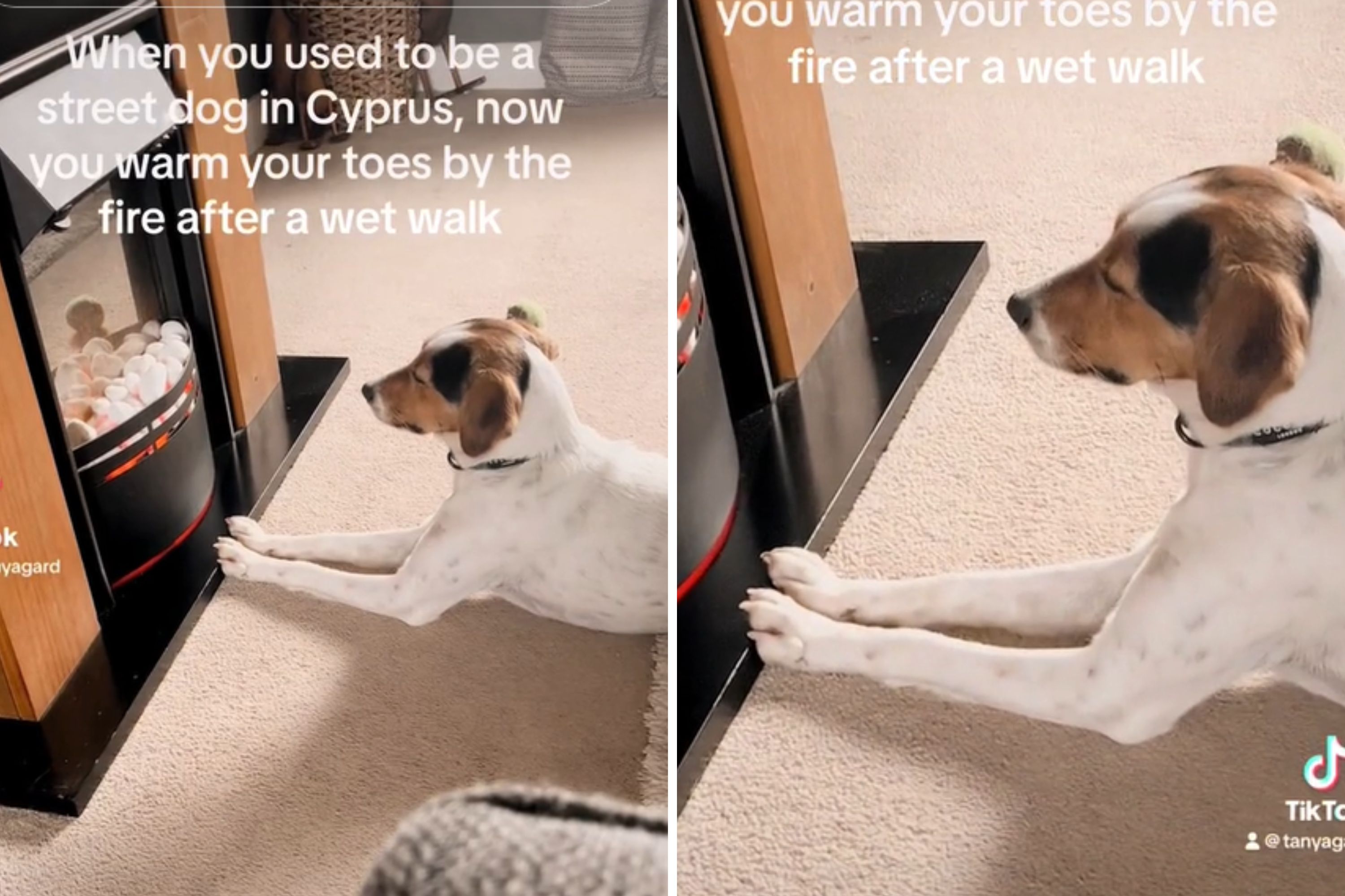 Dog Has Hilarious Method To Stay Warm After Being Rescued From Hot Country - Vimarsana News