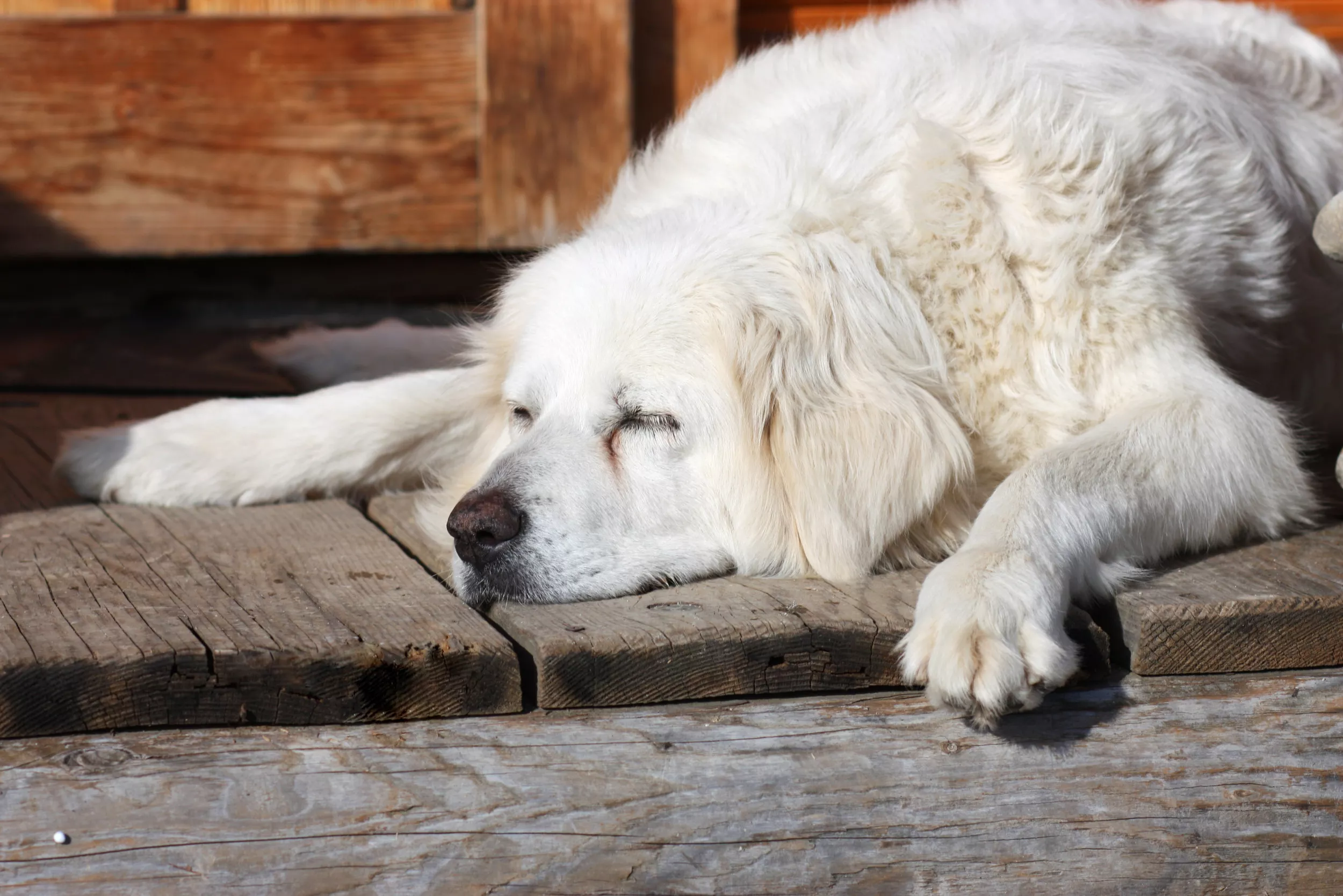 Great Pyrenees Working So Hard He 'Passes Out' In Charming Clip - Vimarsana News