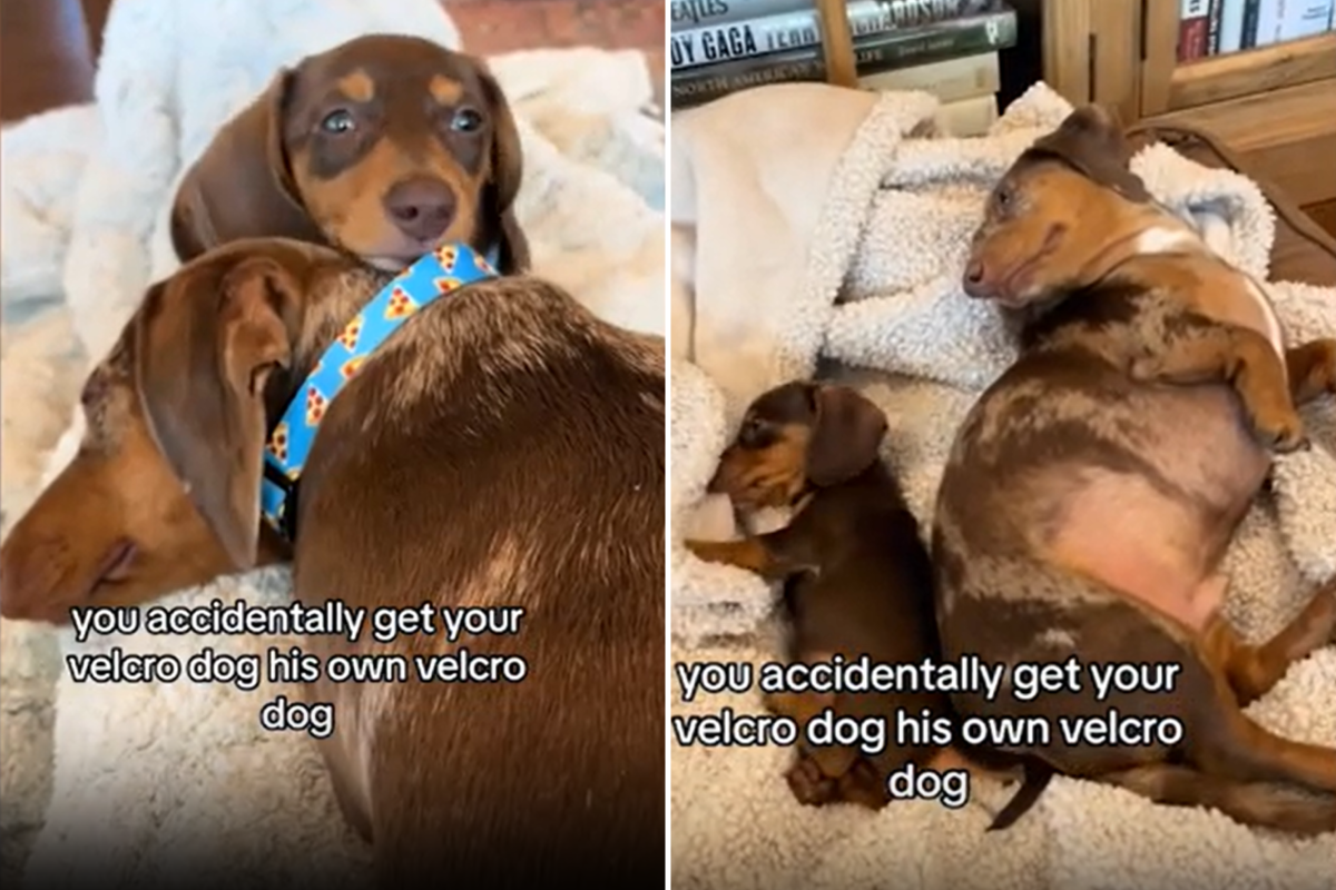 Dachshund gets his own Velcro dog