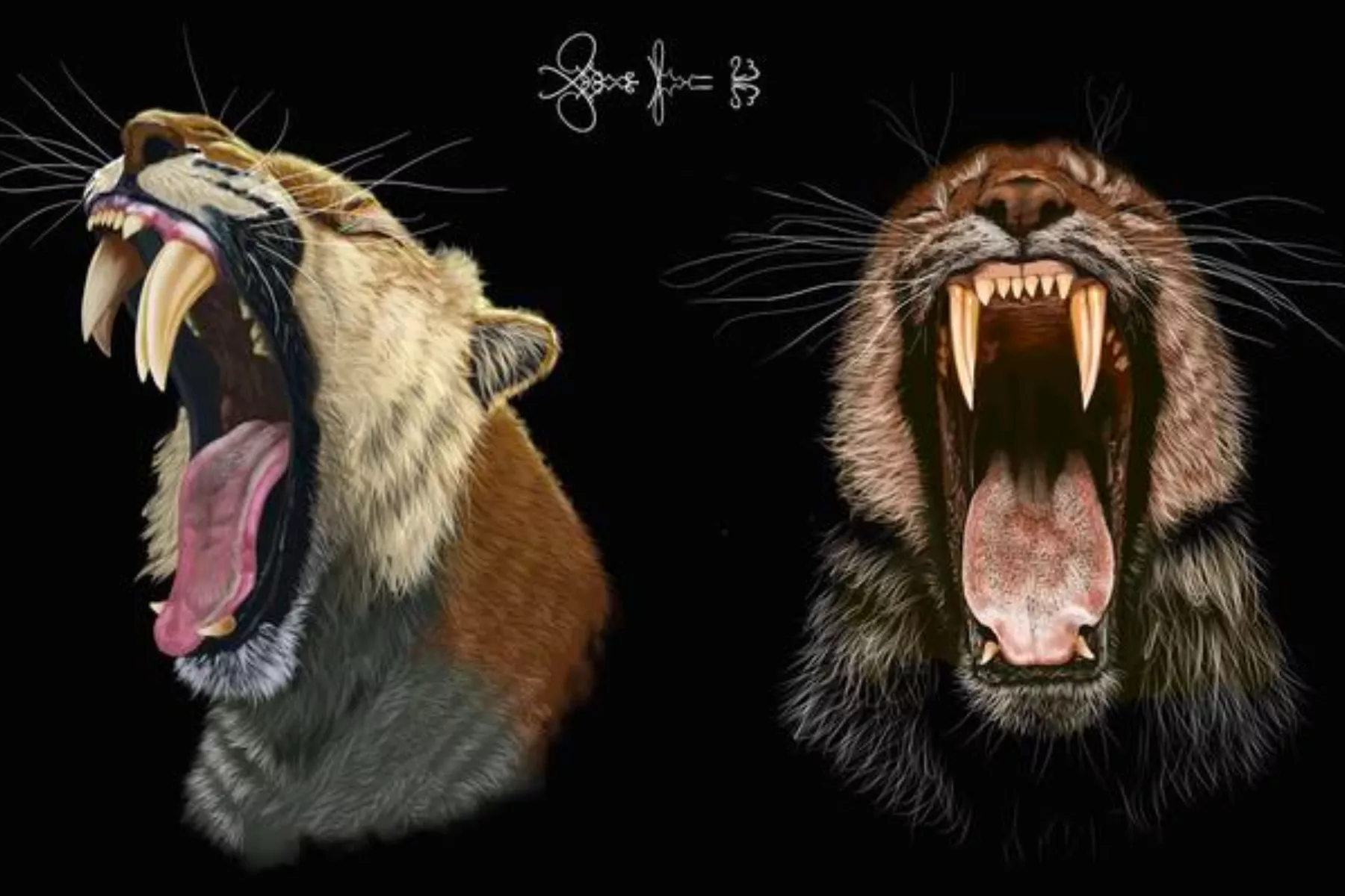 Saber-Toothed Tigers' Skulls Reveal How They Grew Their Fangs - Vimarsana News