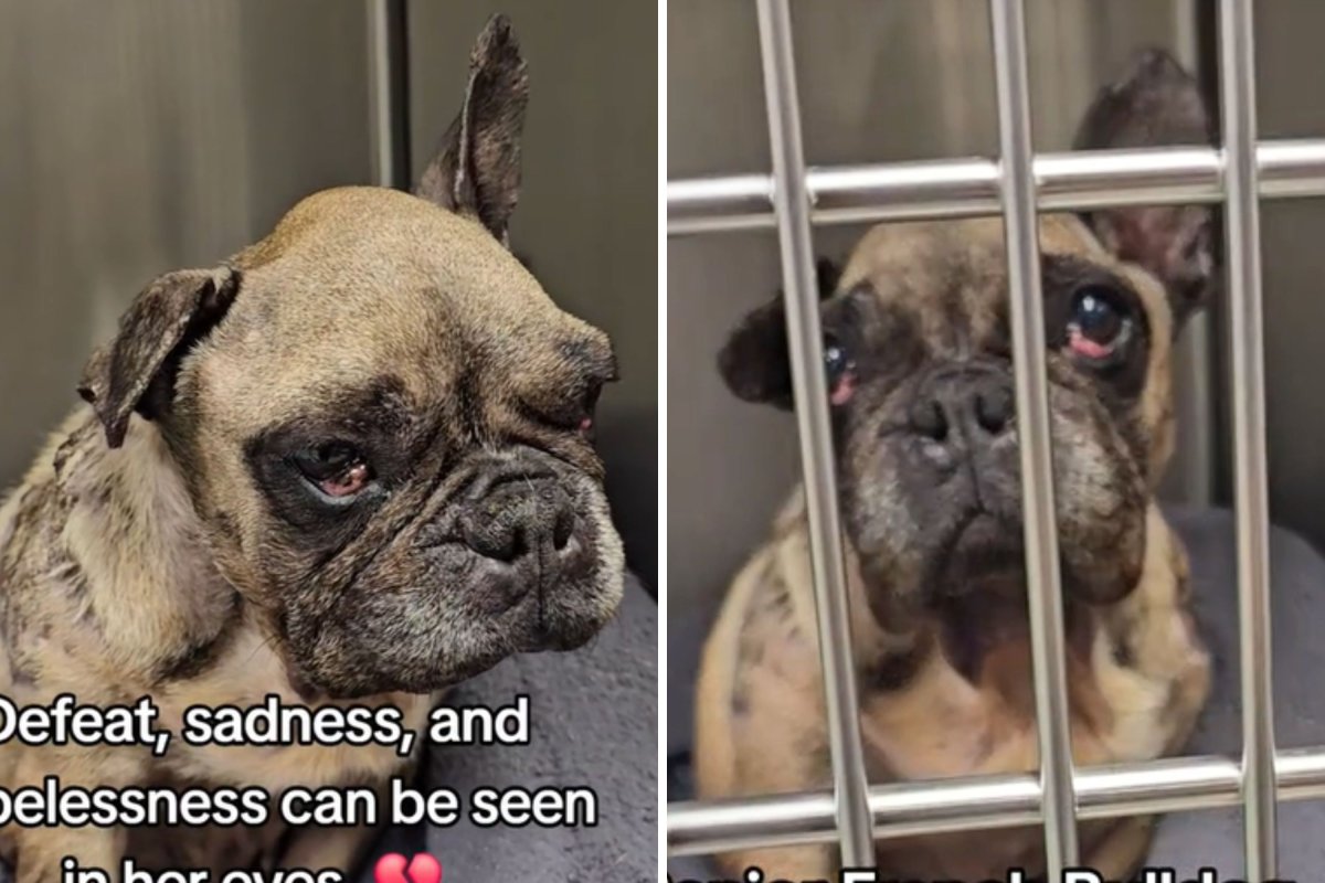 Senior french bulldog rescue