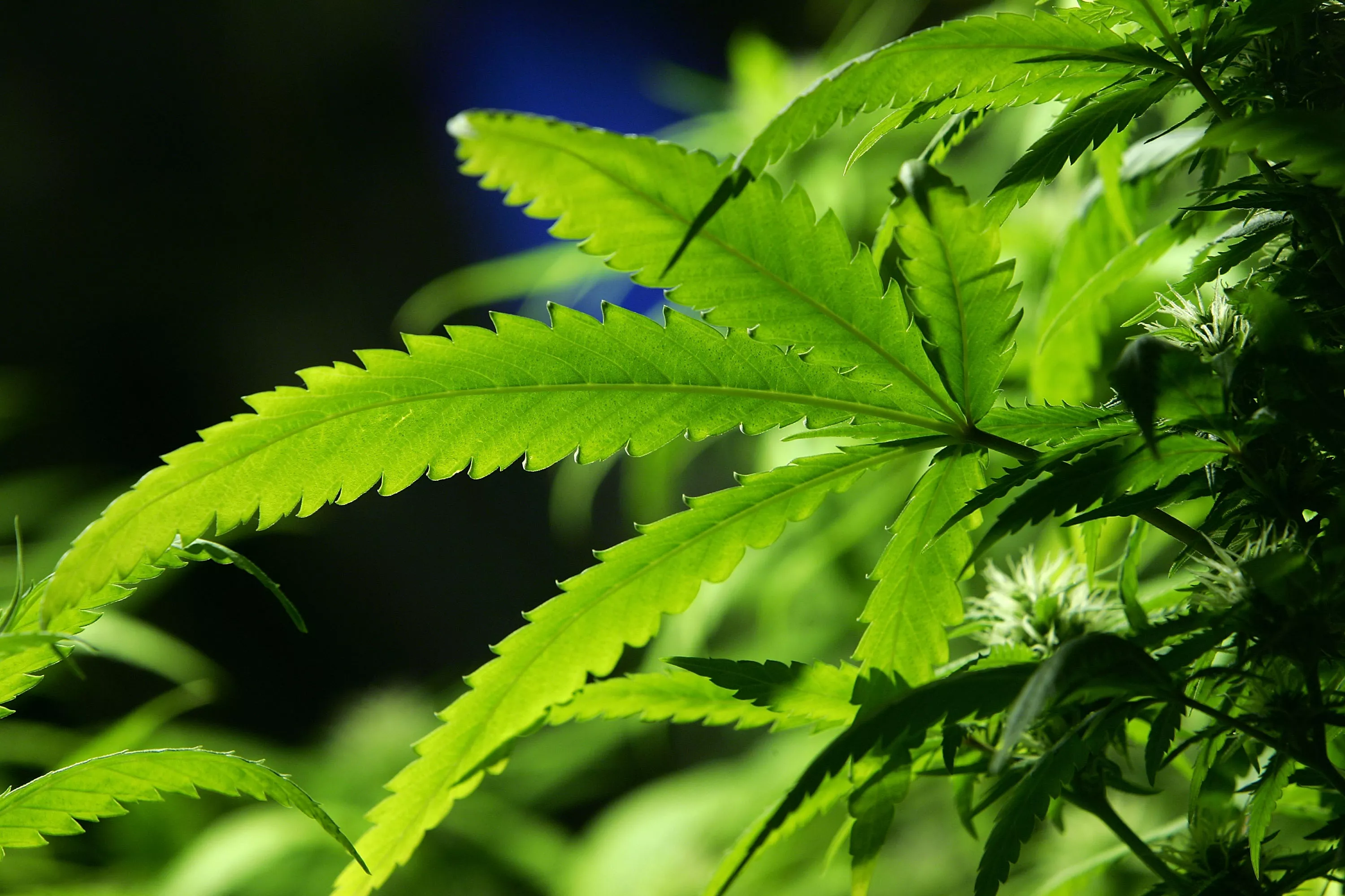 Biden Admin Moves to Declare Marijuana as Safe as Some Tylenol - Vimarsana News