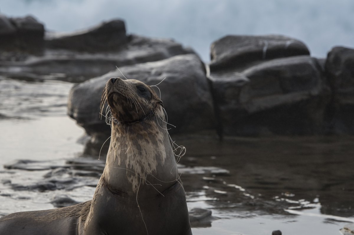 Jūrų liūtas įsipainioja į plastiko atliekas