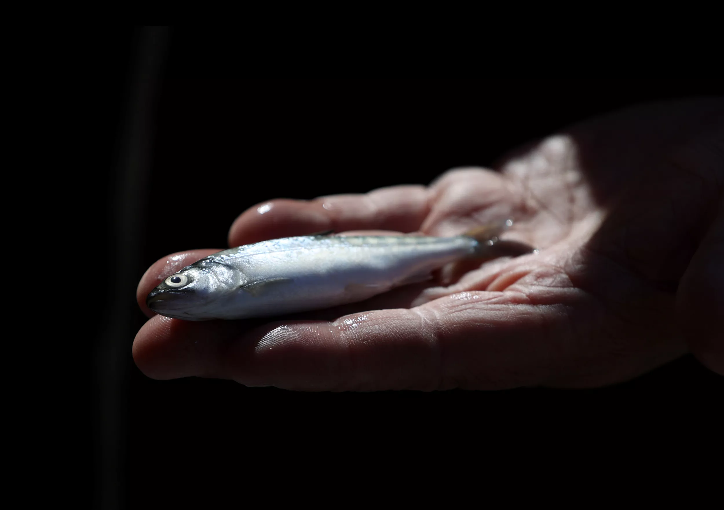 Oregon Man Accused of Killing Nearly 18,000 Salmon With Bleach - Vimarsana News