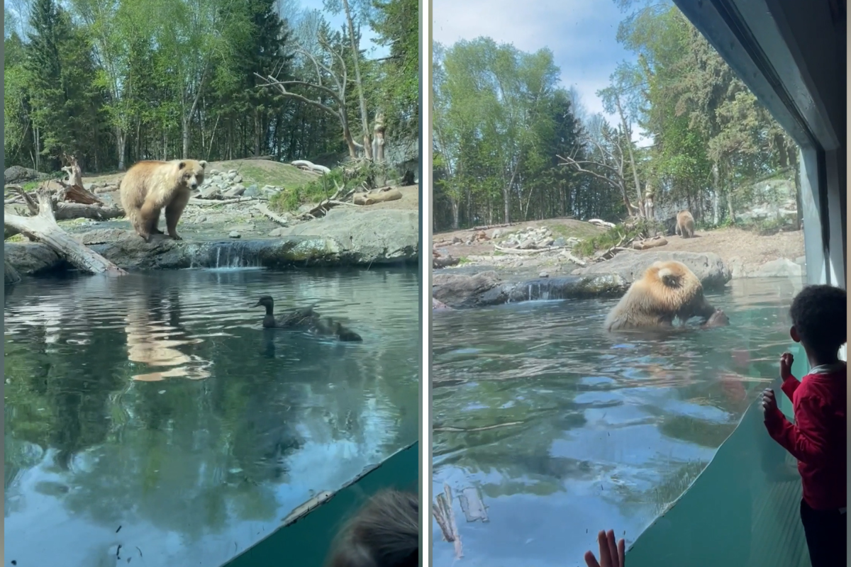 Bear eating ducklings at zoo