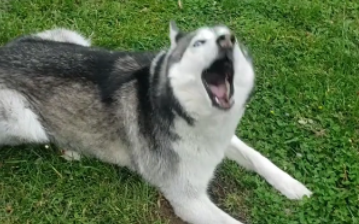 Hysterics as woman tries “gentle parenting” her Husky throwing a tantrum