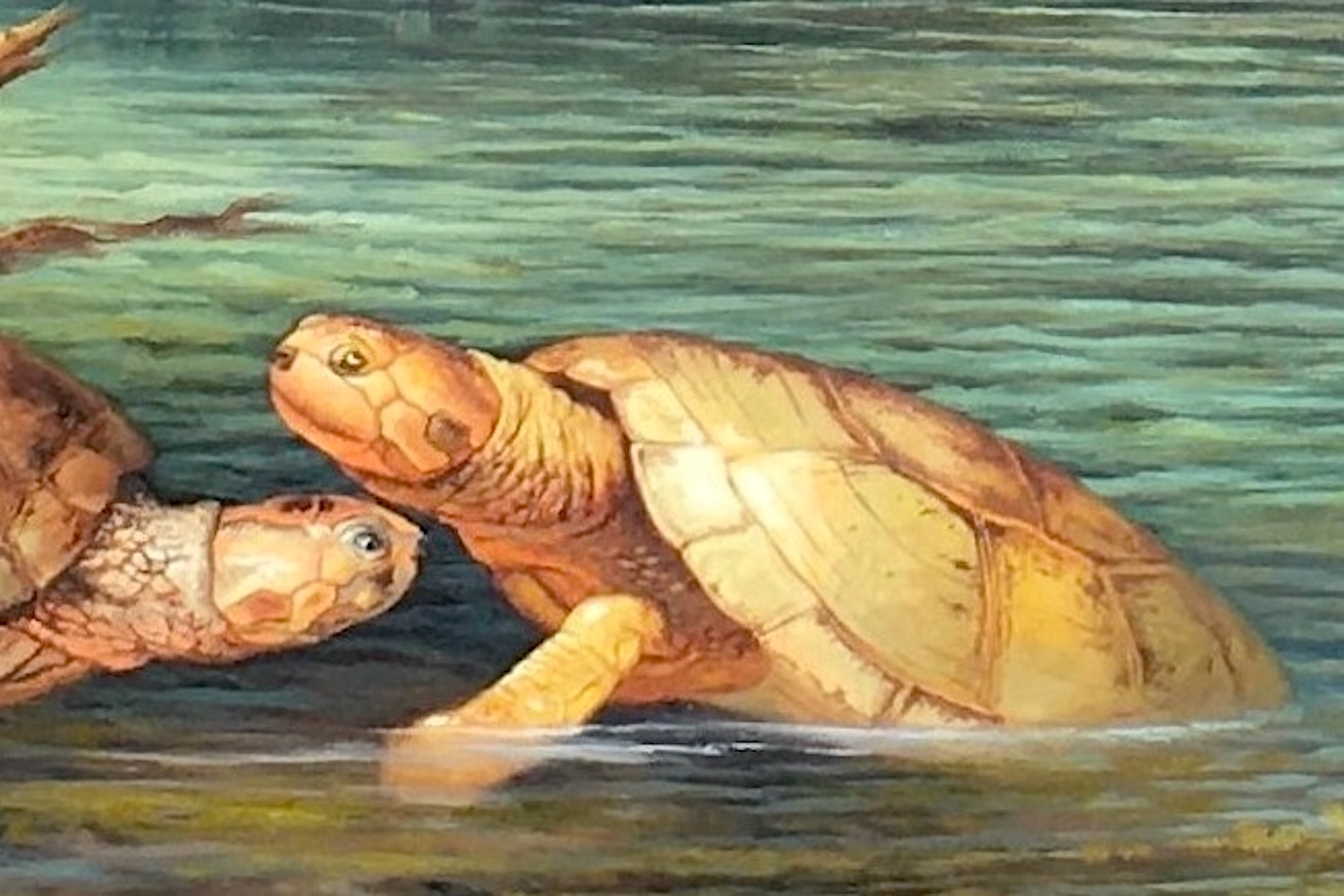 Une tortue géante révélée dans des fossiles « remarquables » vieux de 57 millions d’années