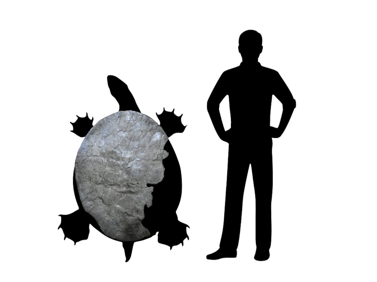P. mushaisaensis compared to a human