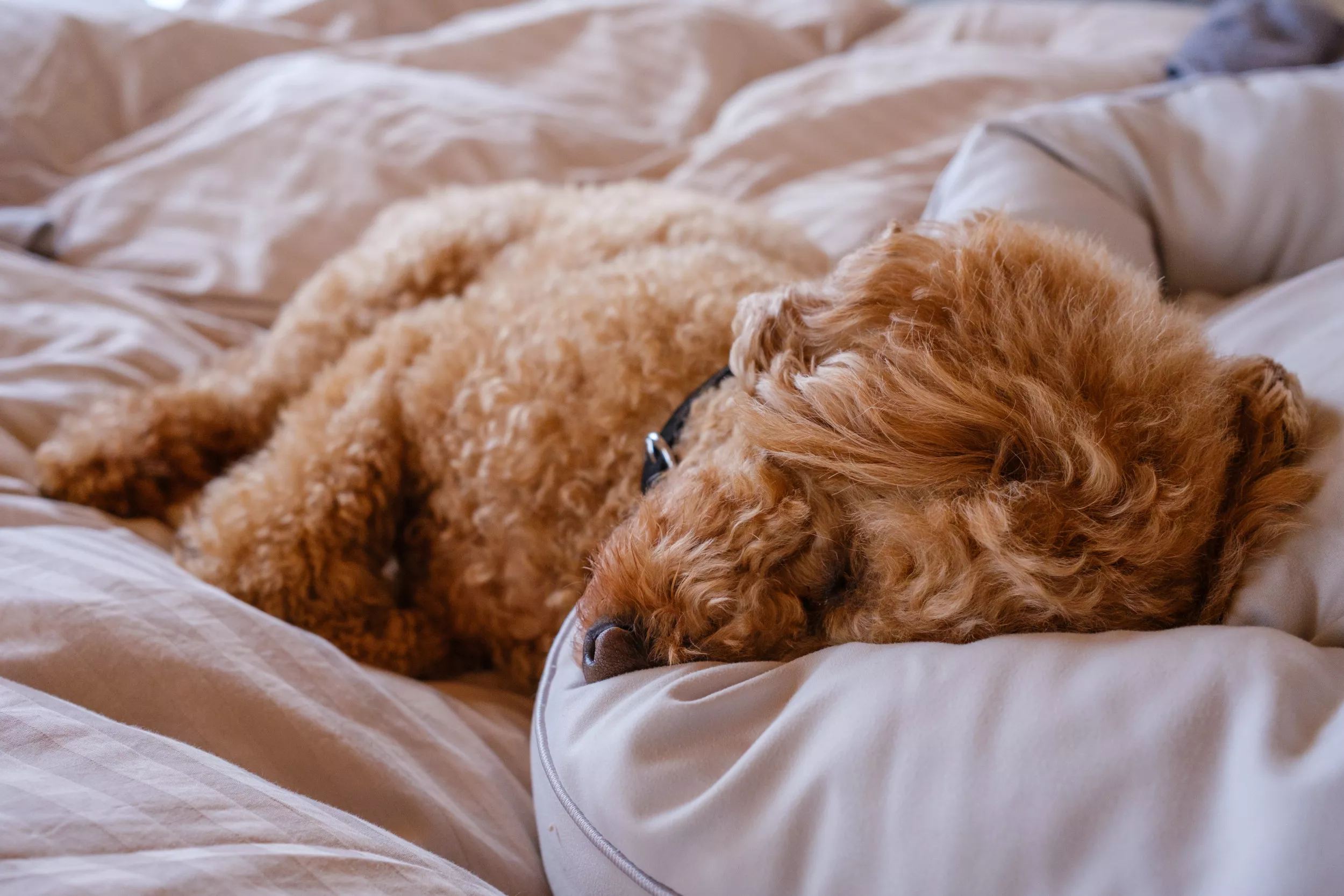 Hearts Melt Over Owner's 'Precious' Morning Routine With 2lb Poodle - Vimarsana News
