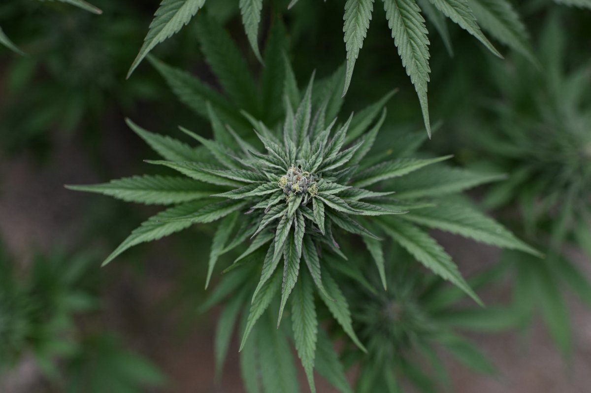 Marijuana plants are found growing 