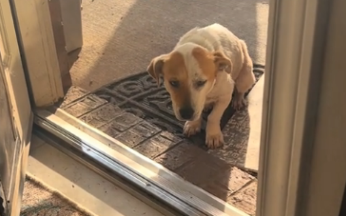 Desi Lu the rescue dog is nervous.