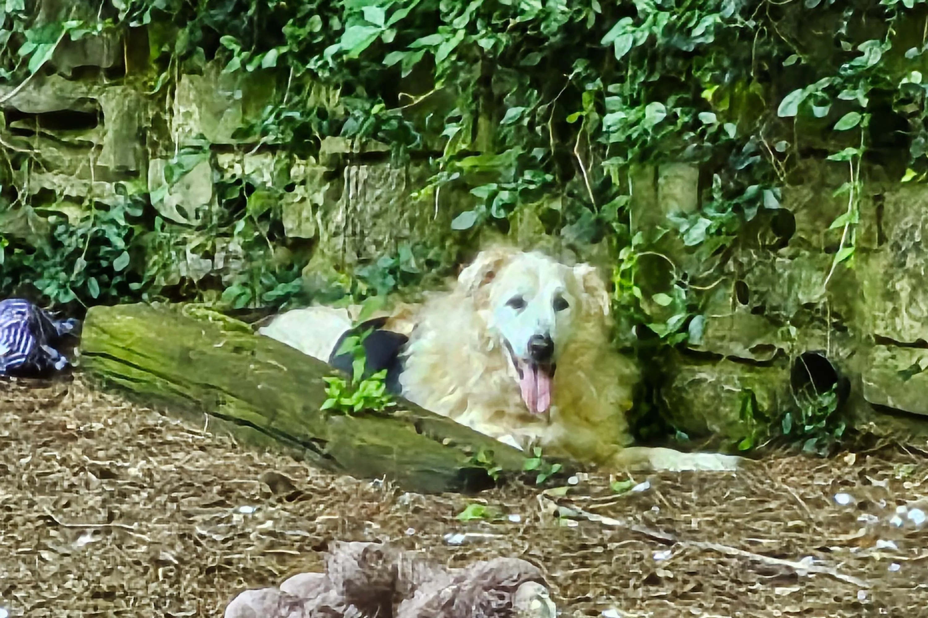 Dog Who Was 'Head of Security' at Senior Sanctuary Retires There Herself - Vimarsana News