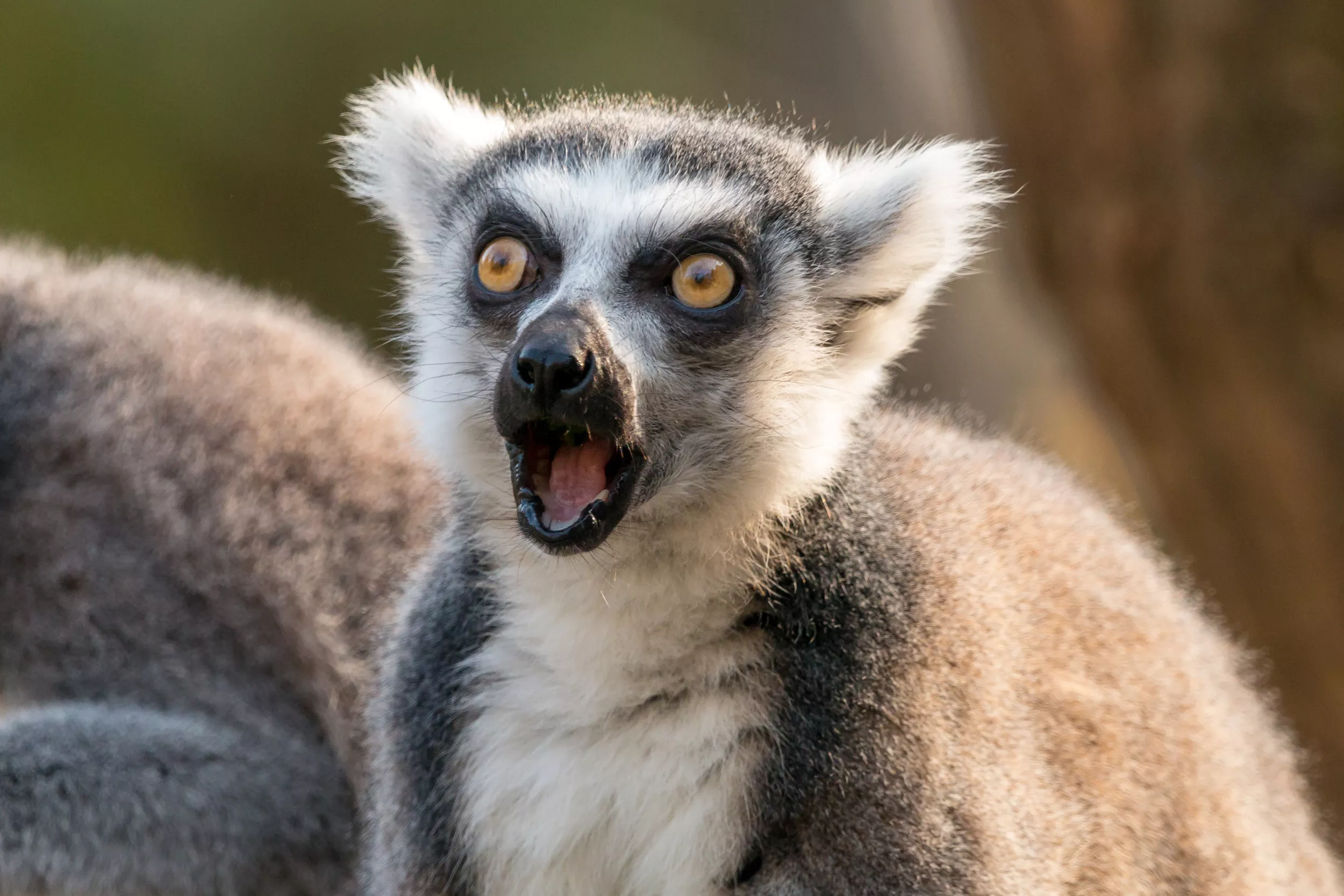 Scientists Uncover Secret Behind Lemurs' Unique Trick - Vimarsana News