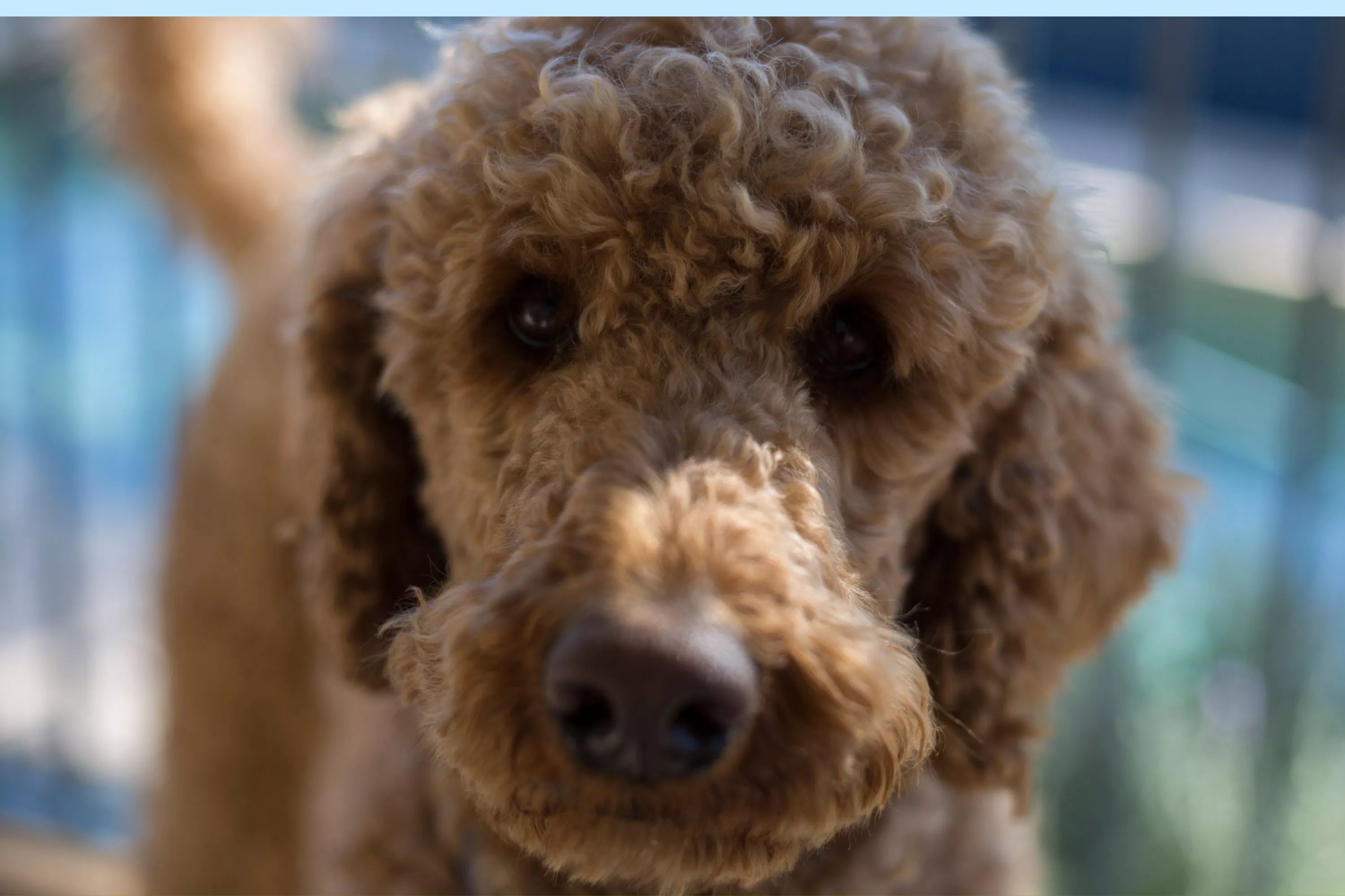 Woman Sets Up Birthday Surprise for Her Dog, His Reaction Is Priceless - Vimarsana News