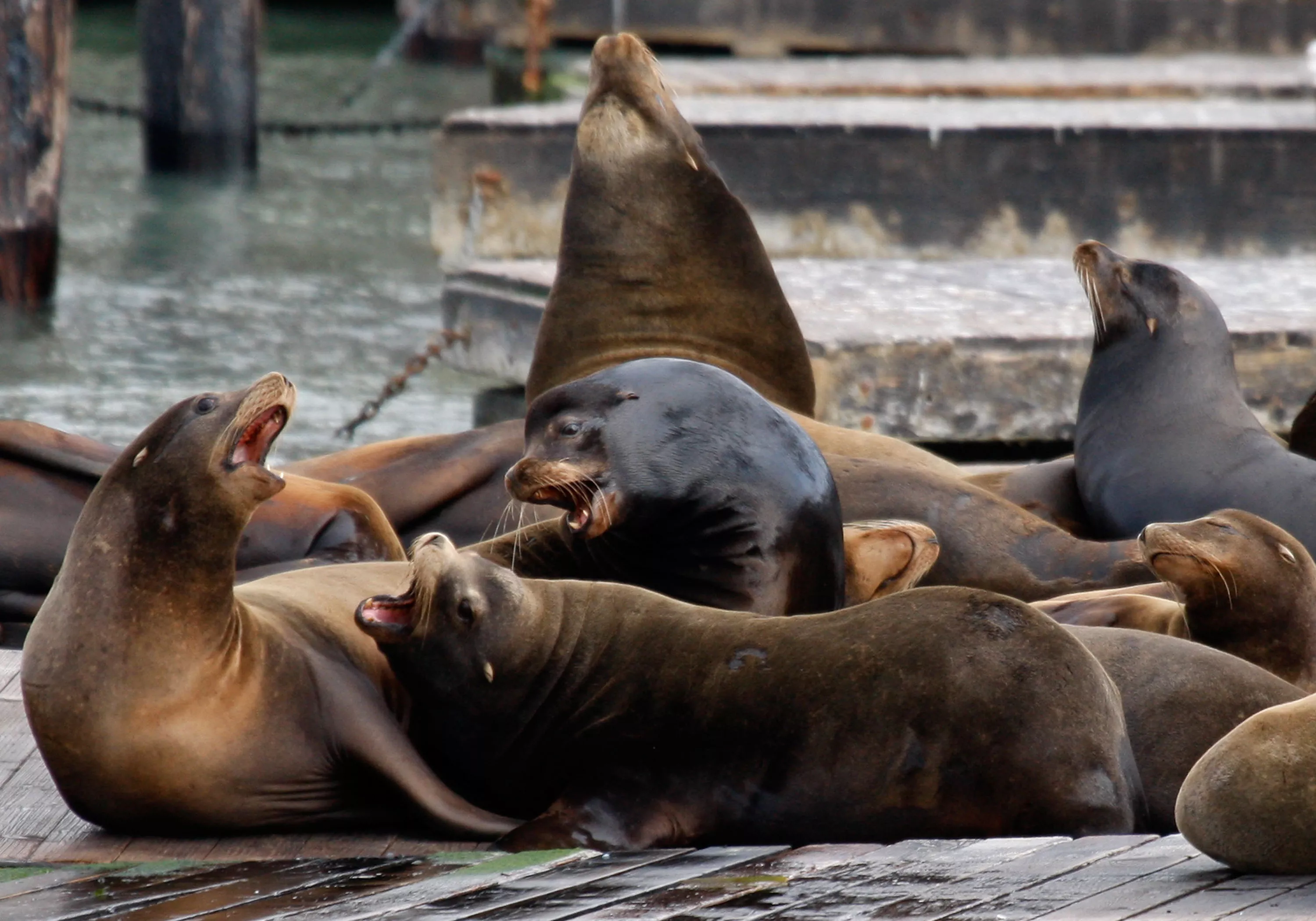Hundreds of Sea Lions Suddenly Appear on California Pier - Vimarsana News