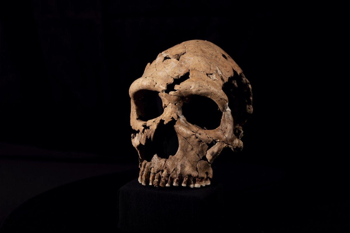 A female Neanderthal skull