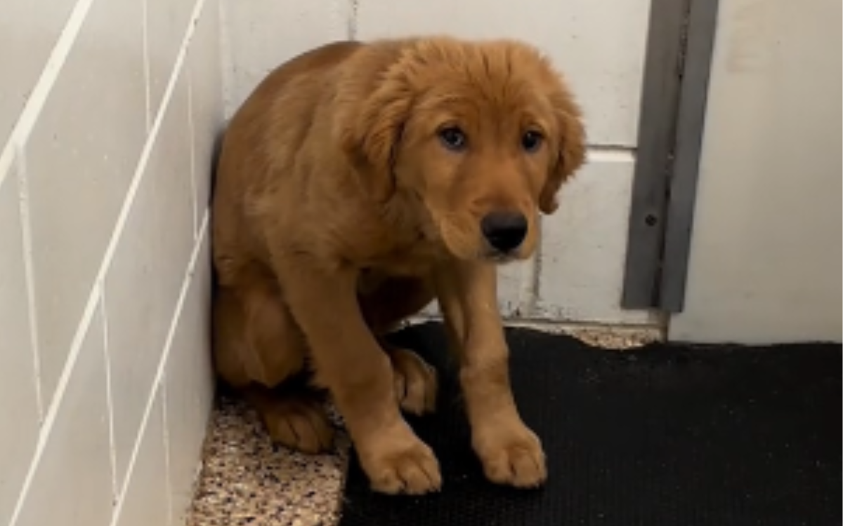 Baylor the shelter puppy.