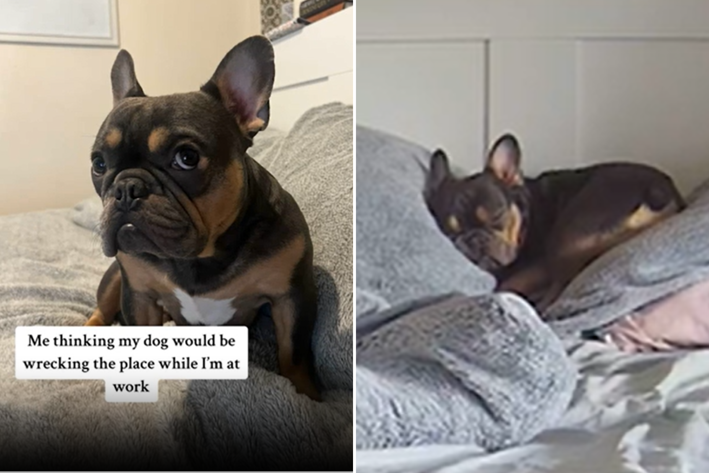 Owner reveals unexpected way French bulldog spends day while she’s at work