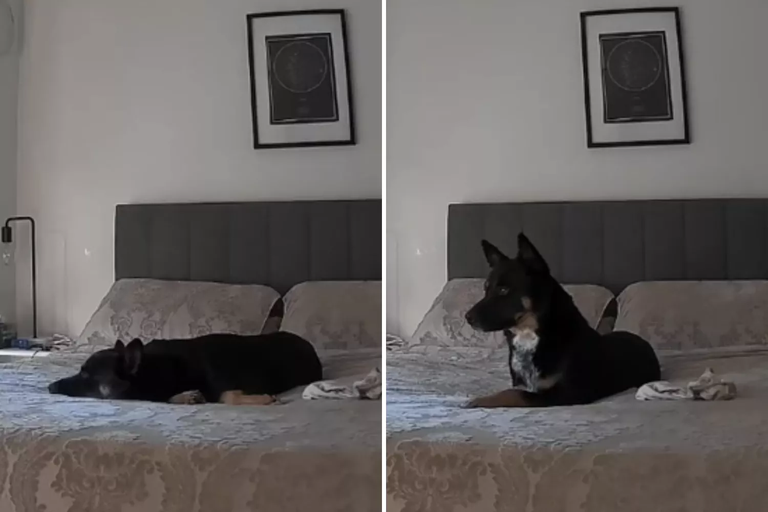 Pet Cam Captures Dog's Sweet Reaction to Owner Coming Home—'Waited All Day' - Vimarsana News