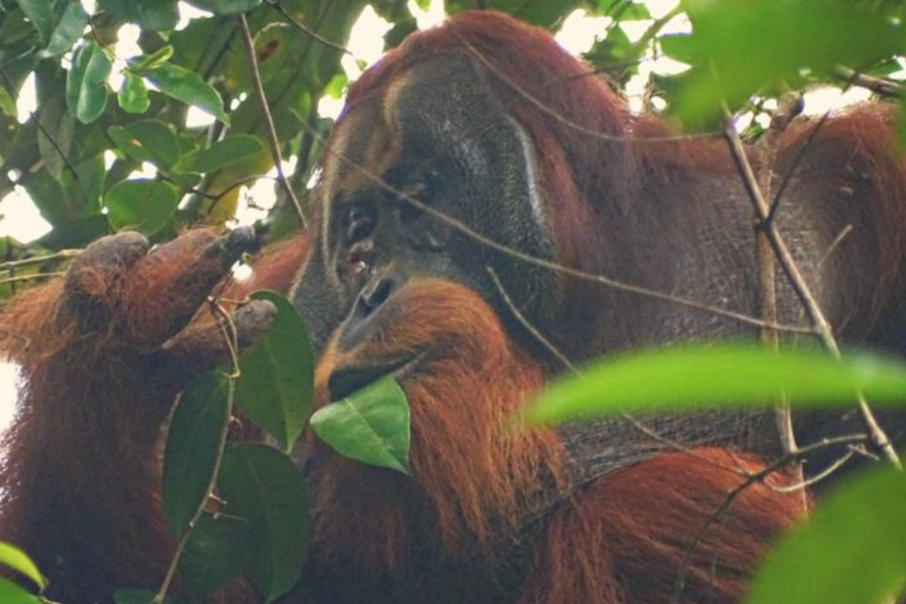 Un nouveau comportement d’orang-outan observé pour la première fois