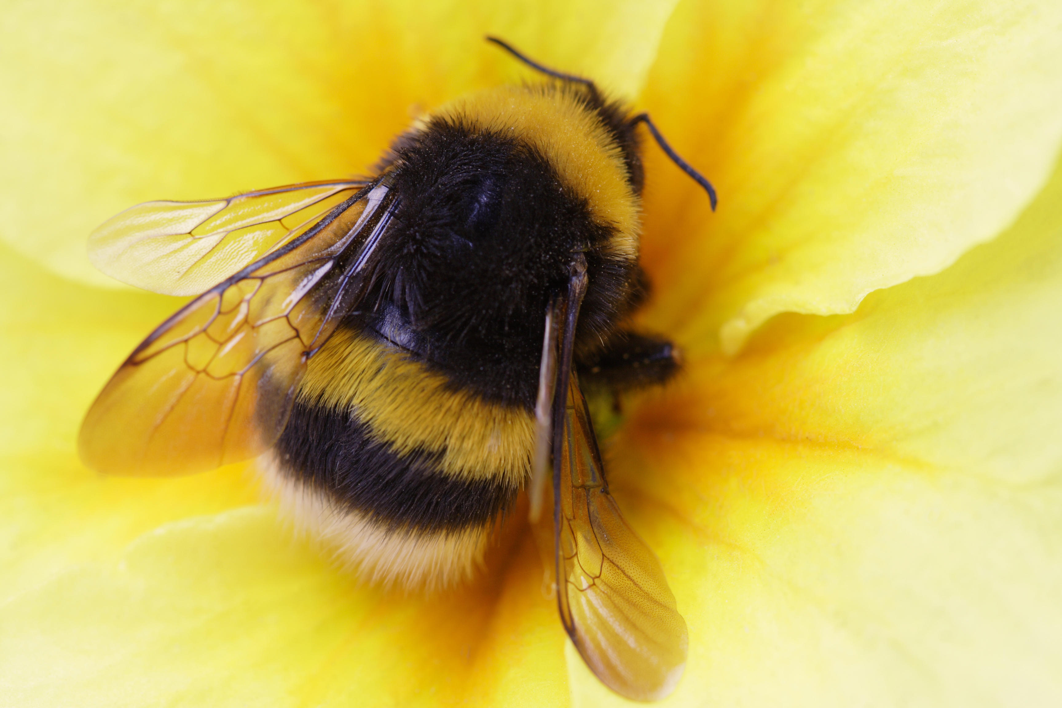 Scientists reveal “major” new factor in bumblebee decline