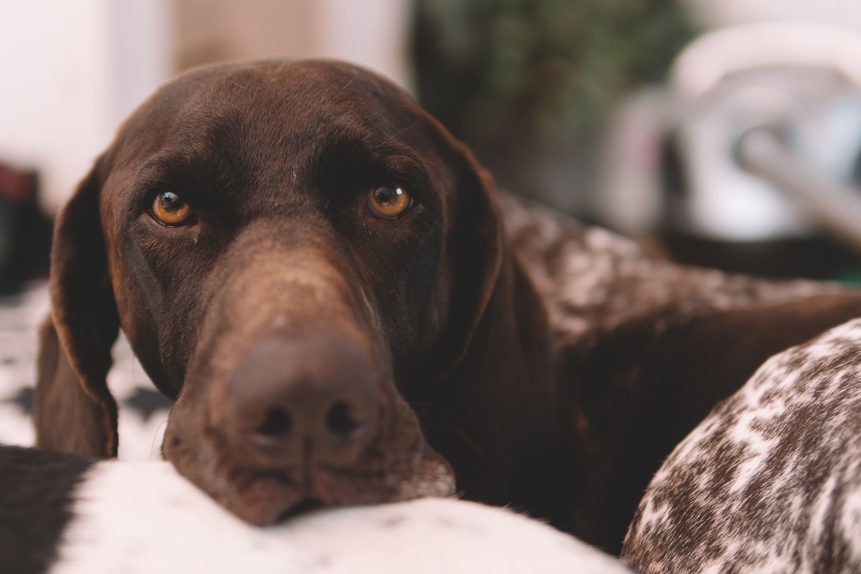 Dramatic Dog Devastated After Mom Ignores Her for 6 Minutes To Fold Laundry