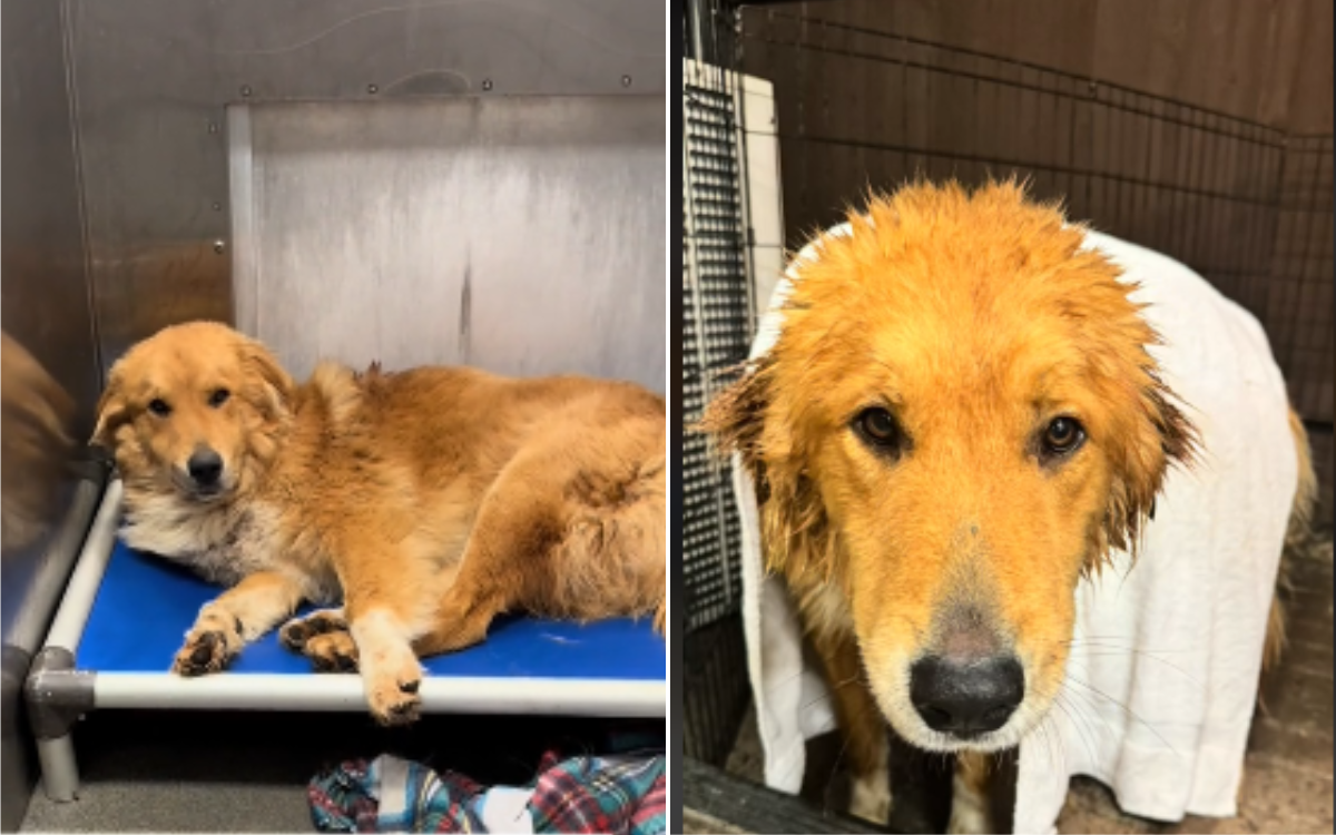 Paco was riddled with over 100 ticks.