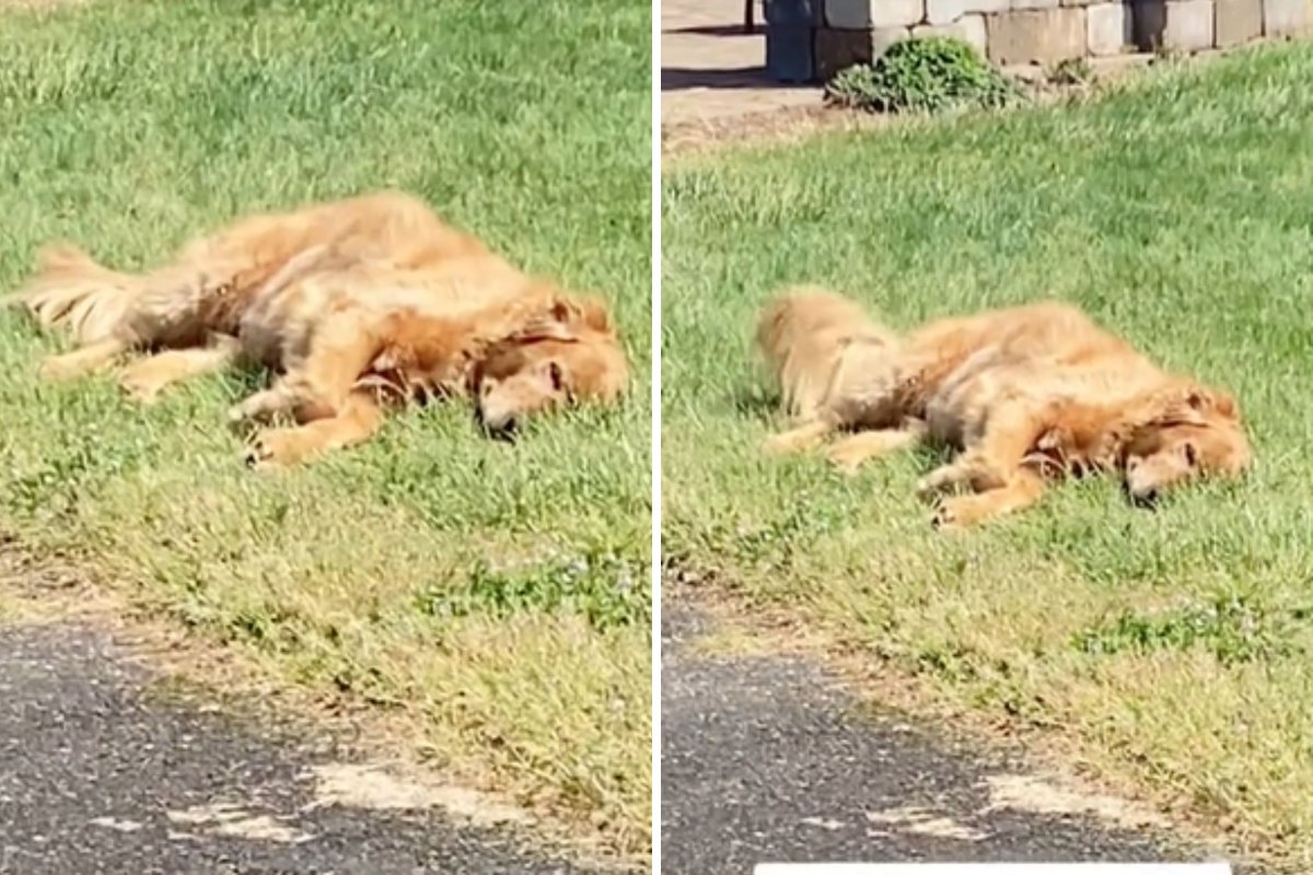 Golden retriever sleeping in grass
