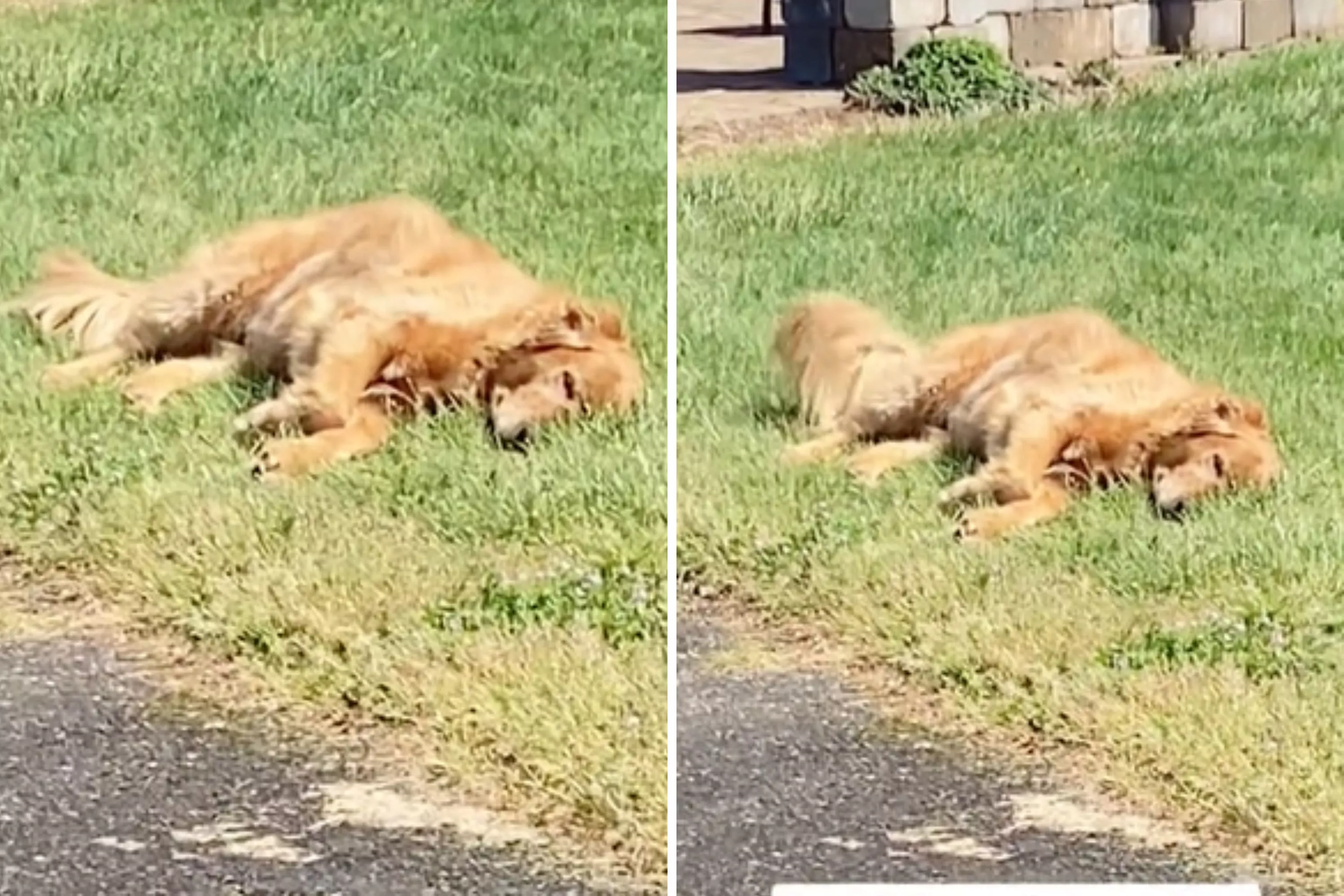 Watch As Golden Retriever Refuses To Leave Grandma's House "Every Time" - Vimarsana News