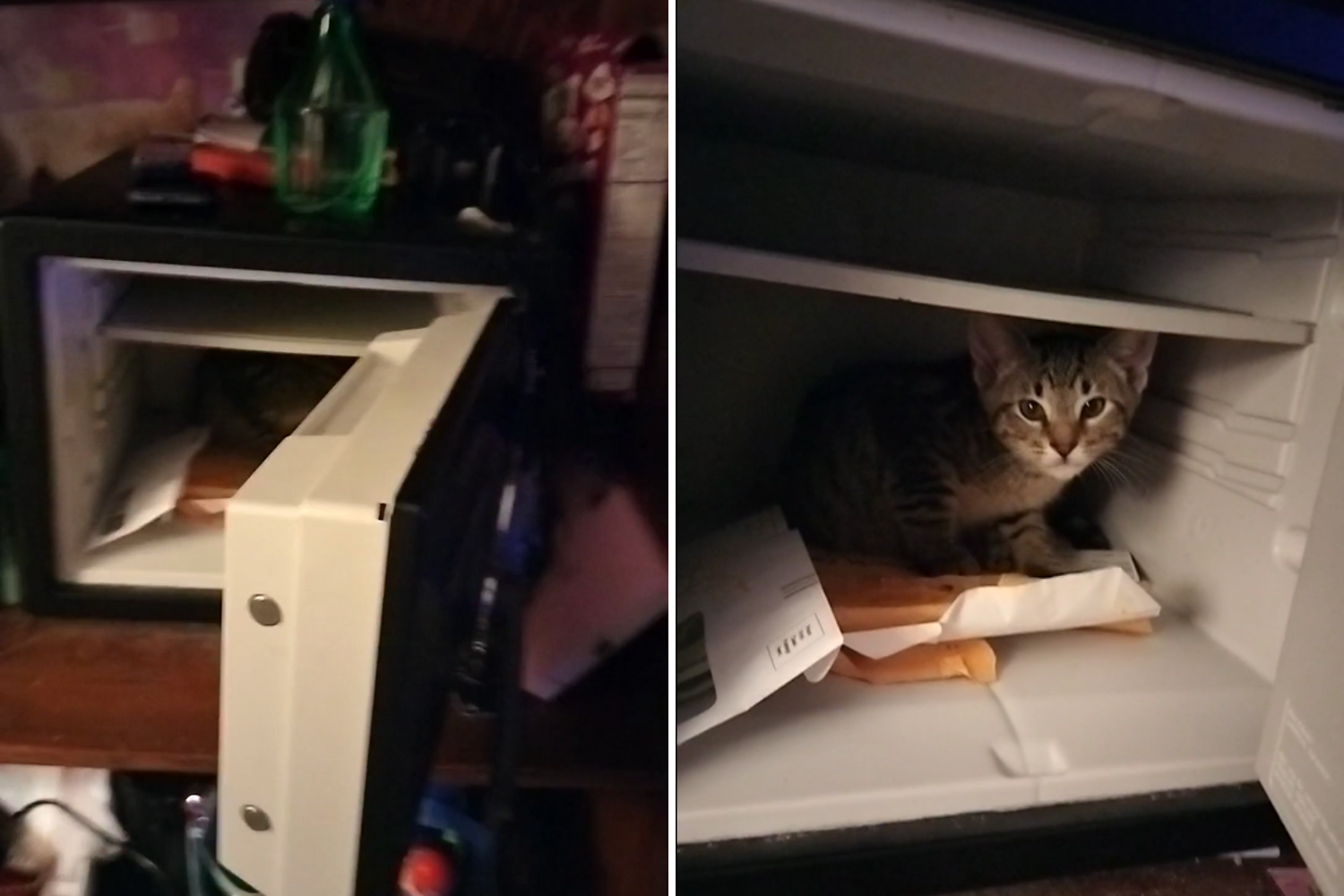 Cat owner shocked to discover unexpected visitor hiding in safe