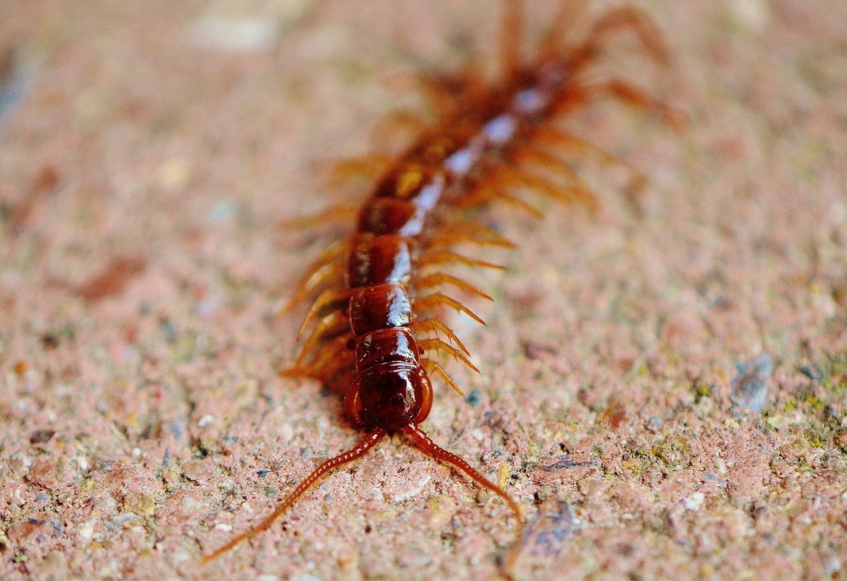 Chinese red-headed centipede