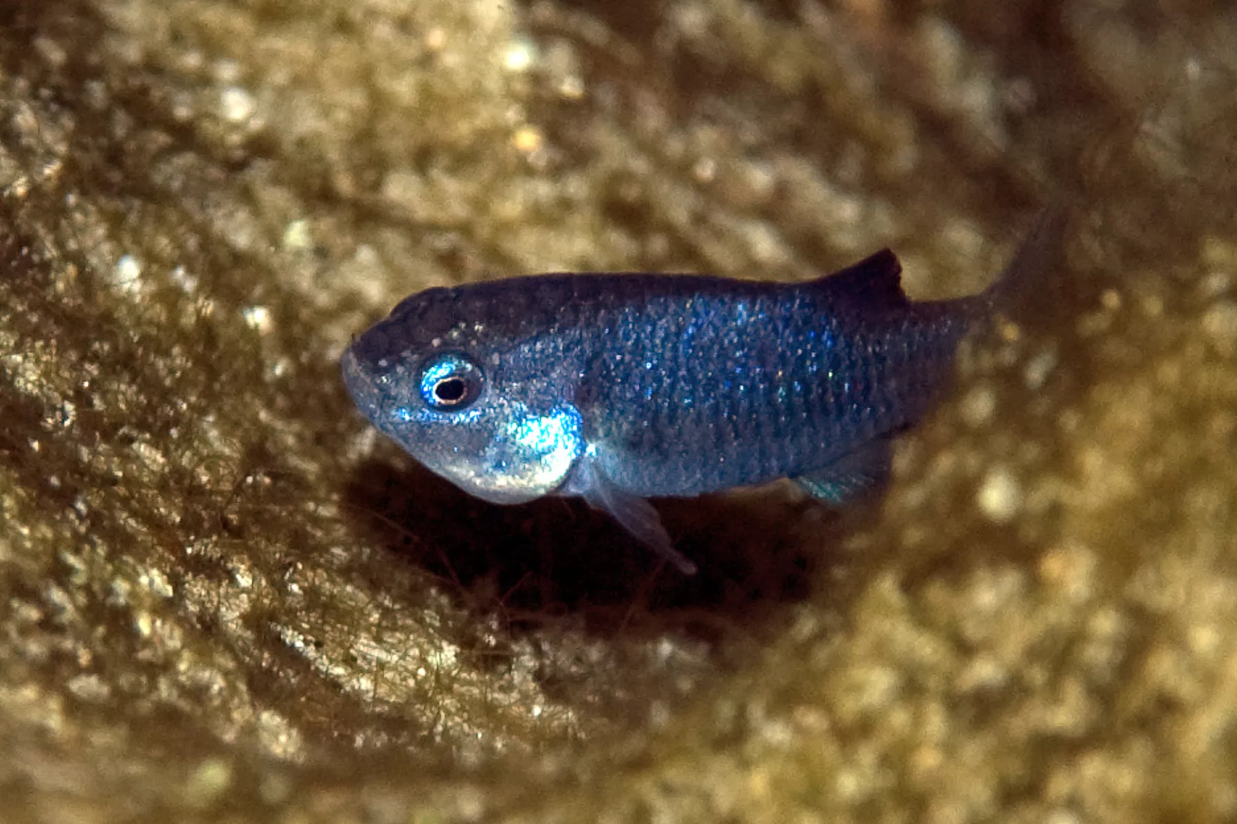 One of Earth's Rarest Fish Sees 'Remarkable' Return From Near-Extinction - Vimarsana News