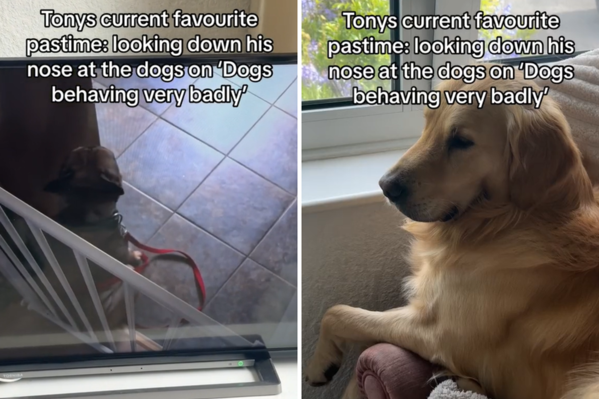 dog judges canines who misbehave on tv