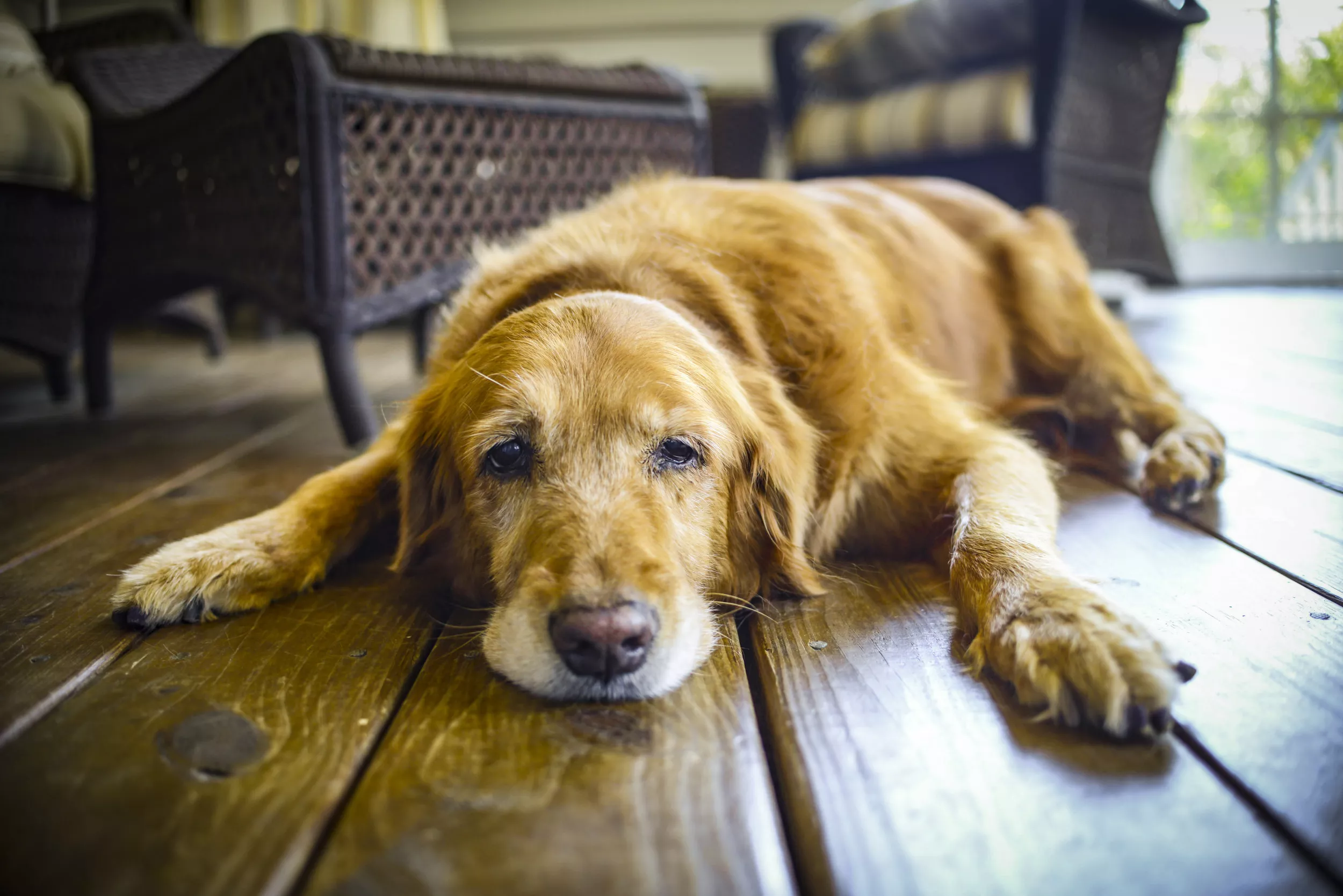 Senior Golden Retriever Lets Owner Know When He Needs Help Getting to Bed - Vimarsana News
