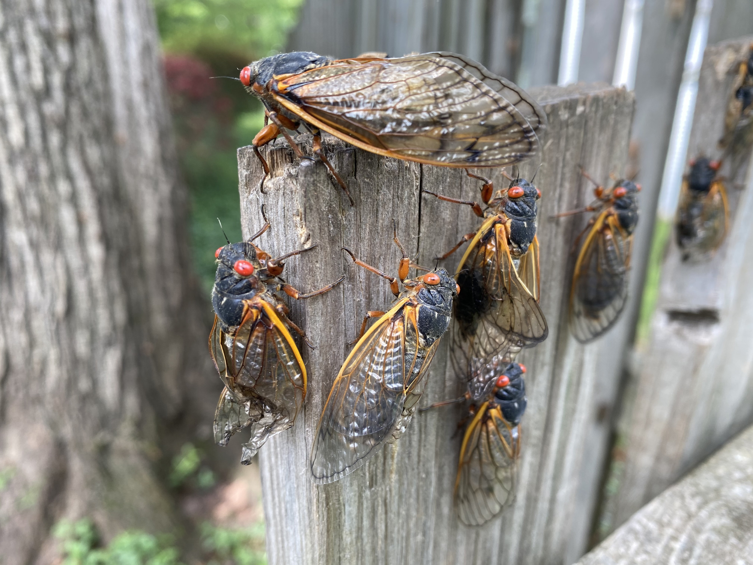 Cicada double invasion to “utterly cover” parts of the US, ecologist says