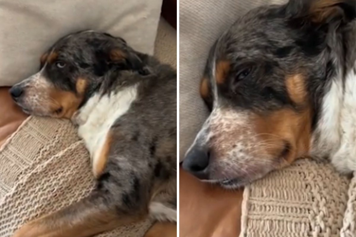 Dog tired out kids baby shower