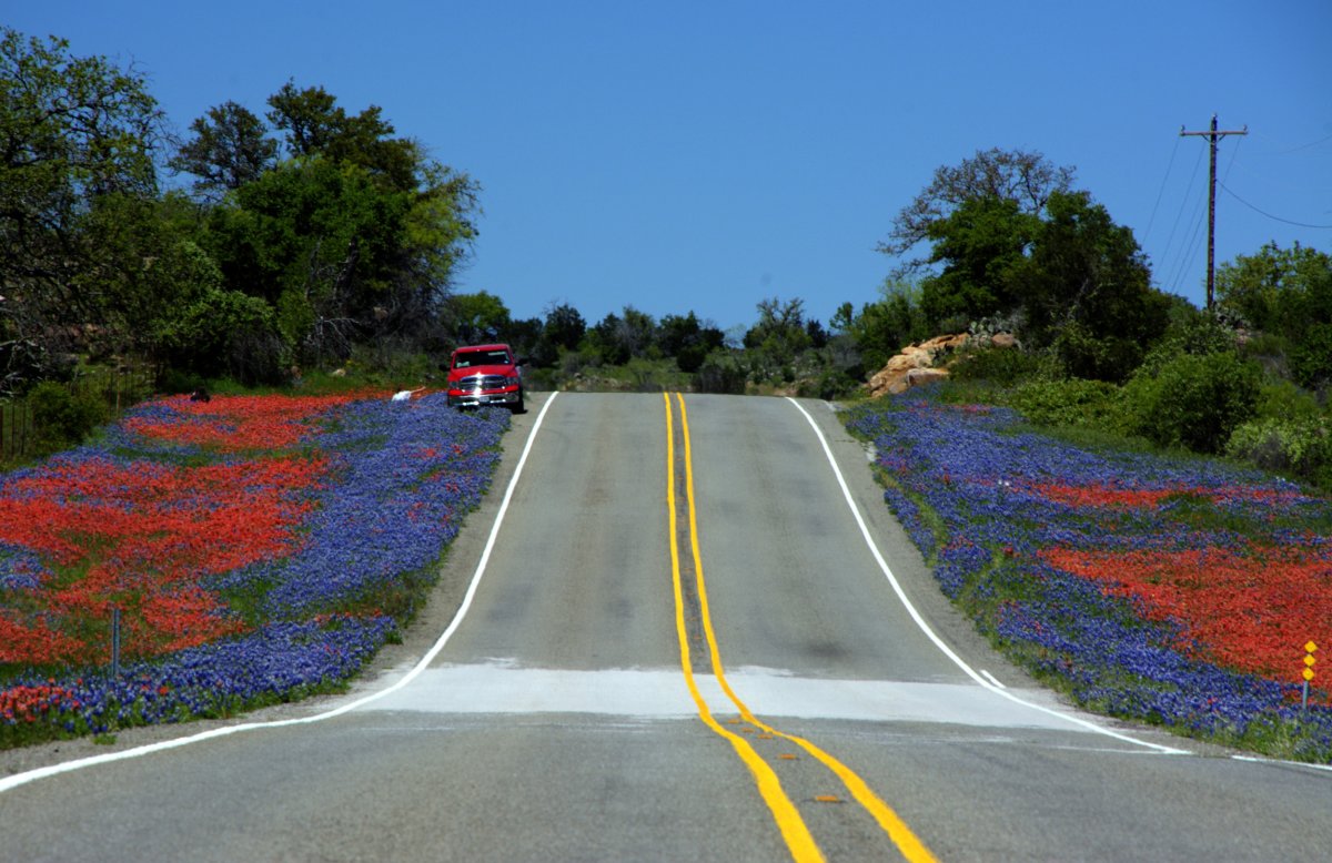 texas road wildflowers