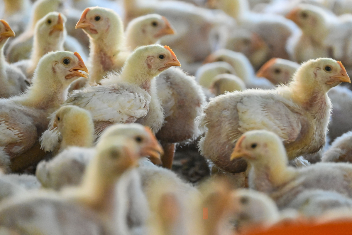 Bird flu sparks warning for pet owners