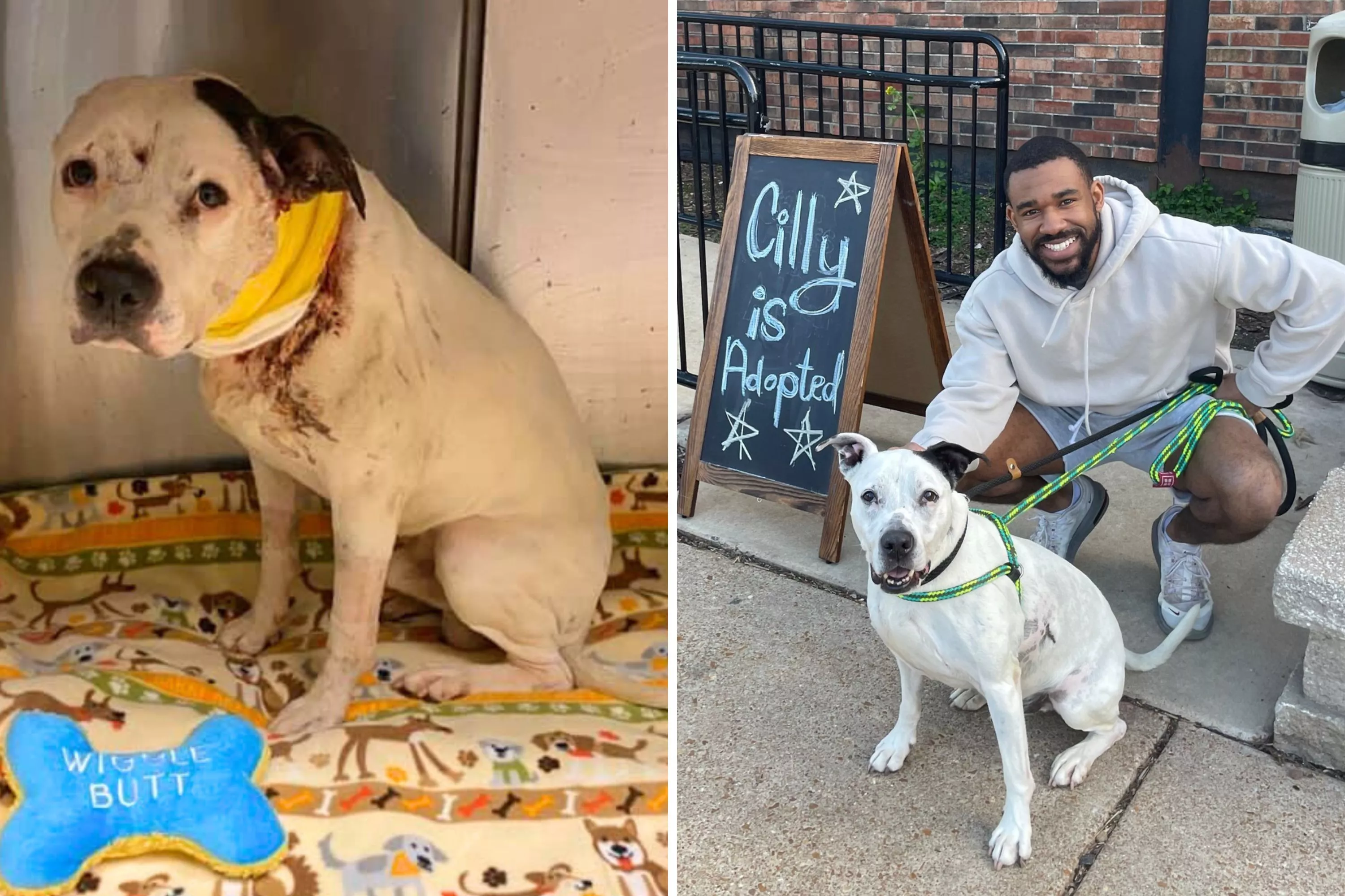 Dog Severely Injured From Fight Finds Forever Home After Years in Shelter - Vimarsana News