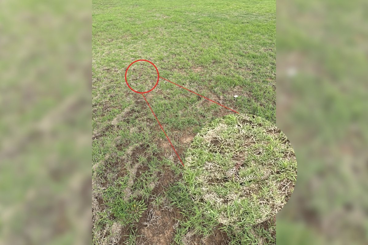 L'emplacement du serpent à sonnettes dans l'herbe révélé