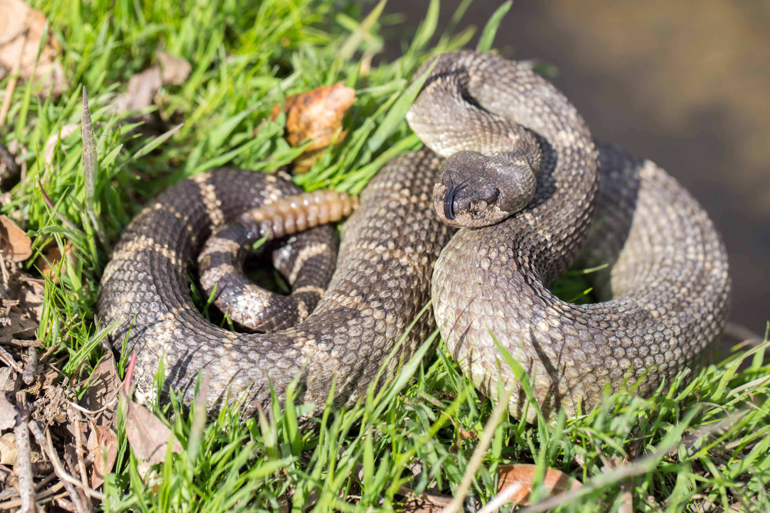 Pouvez-vous repérer le serpent à sonnette mortel qui se cache dans une parcelle d’herbe d’Oklahoma ?