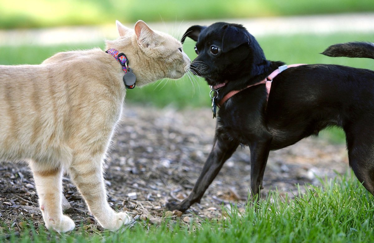 Dog and cat stock image
