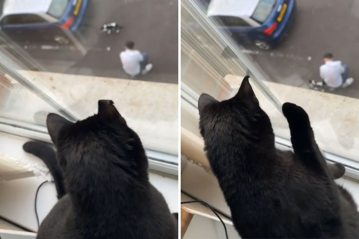 Cat sees dad through window