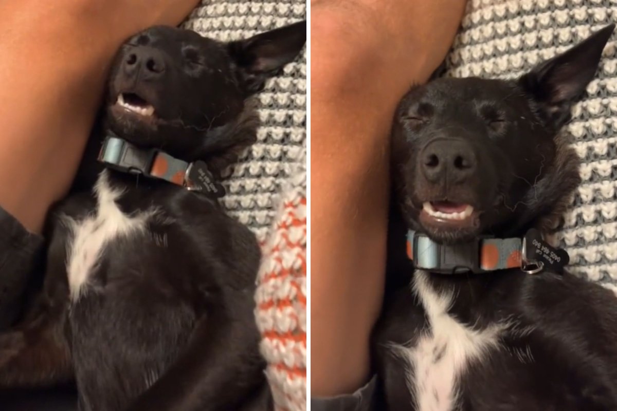 Rescued dog sleeping