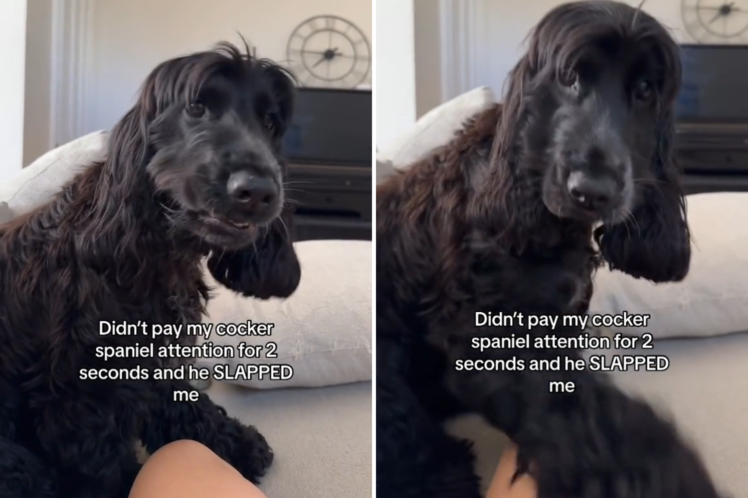 Cocker Spaniel Not Getting Attention Takes Matters Into His Own Paws