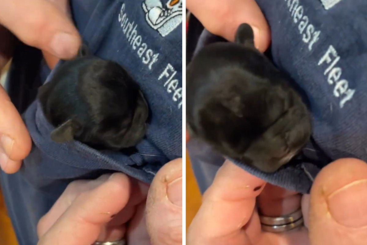French bulldog puppy in pocket